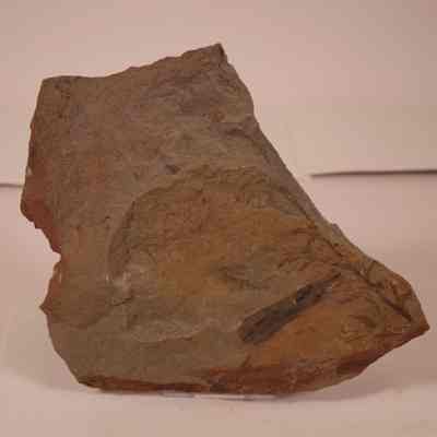 Fossil