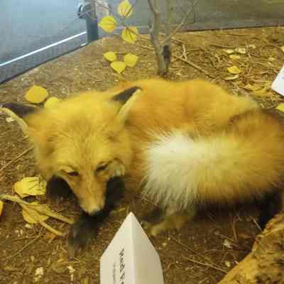 Red fox Vulpes vulpes