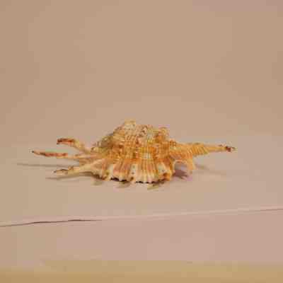 Spider Conch Shell