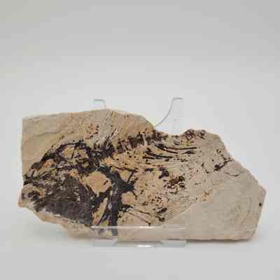Fish Fossil
