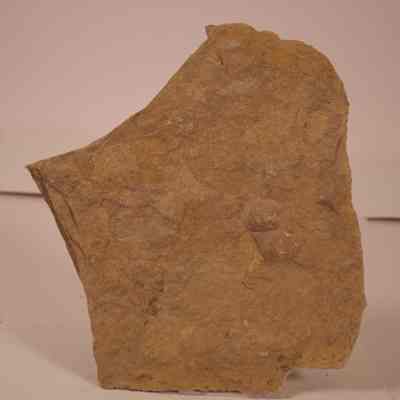 Bivalve Fossil in shale