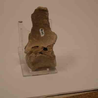 Fossilized Vertabrae