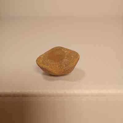 Unknown lophophorate Brachiopod Specimen 1