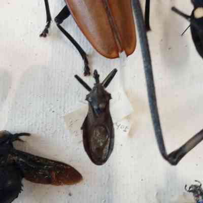 Assassin bug