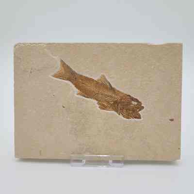 Fish Fossil