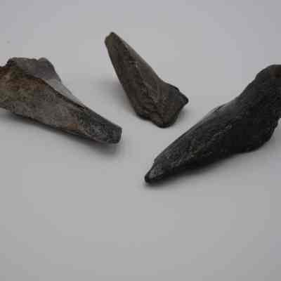 Megaldon Shark Teeth