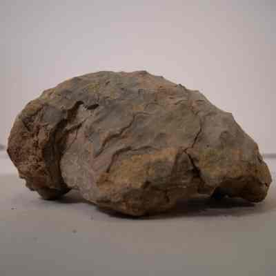 Bivalve Fossil