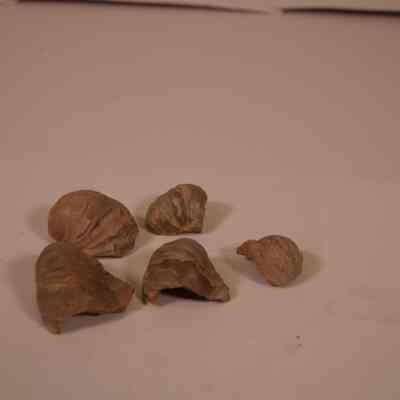 bivalve shell fossils