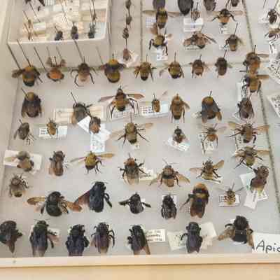 Bumblebees