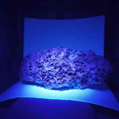 Fluorescent Coral