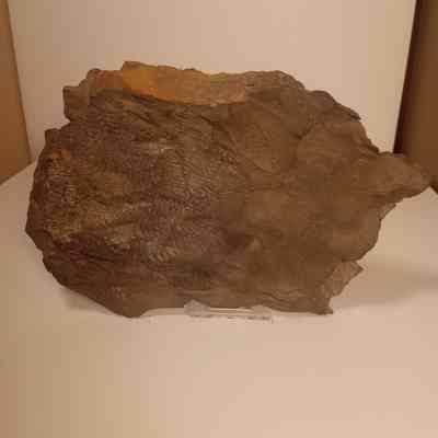 Fern fossil