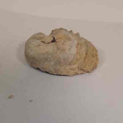 Bivalve
