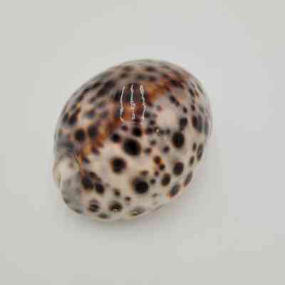 Tiger Cowrie