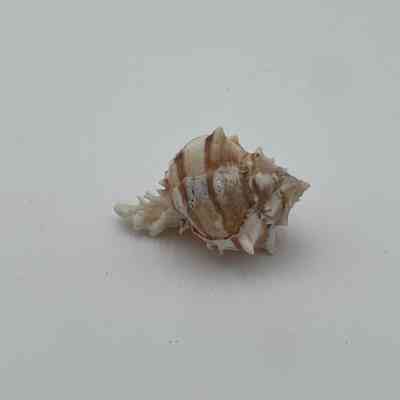 Unknown Shell