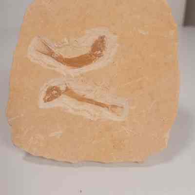 Dastilbe elongates
