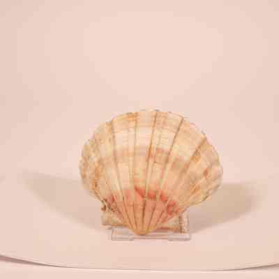 Clam shell