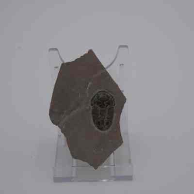 Trilobite Fossil