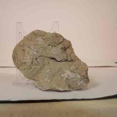 Bivalve Fossil