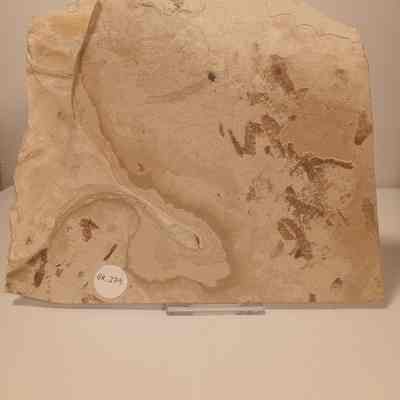 Lithohypoderma ascarides