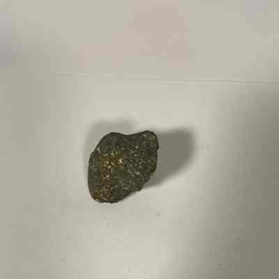 Brachiopod Shell