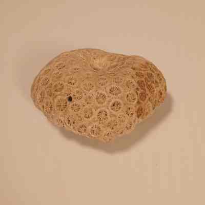 Cindara Coral fossil
