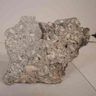 Various Gastropod and Snail Fossils