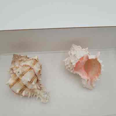 Pink Murex (2)