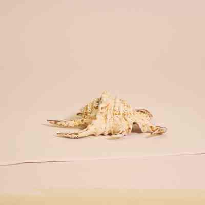Spider Conch Shell