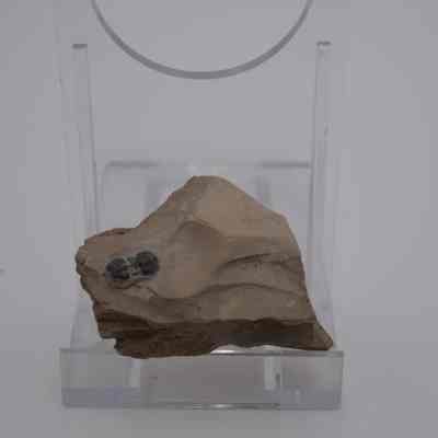 Trilobite Fossil
