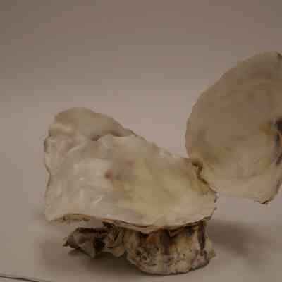 Bivalve shell