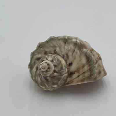 Unknown Shell