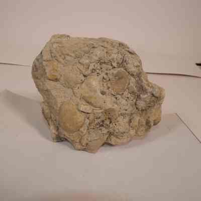 Multiple Bivalve fossils in Shale