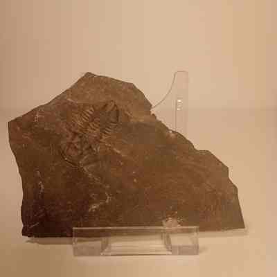 Asaphicisicus wheeleri (asaphicis trilobite) Specimen 3