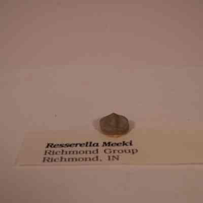 Resserella meeki fossil
