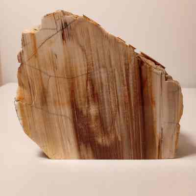 Petrified wood