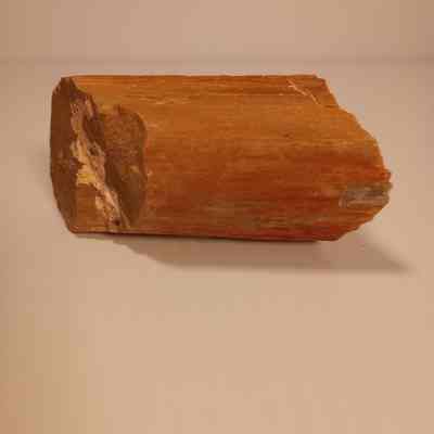 Petrified wood