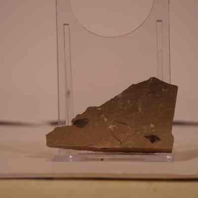 Carbonized Fossil