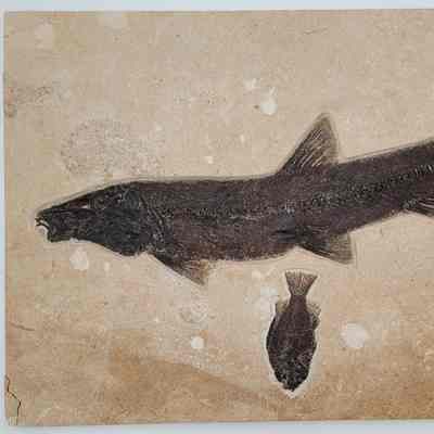 Fish Fossil