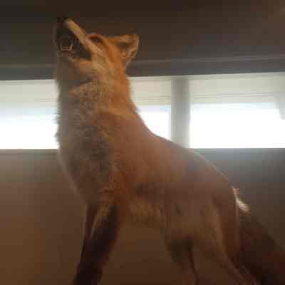 Fox Vulpes vulpes