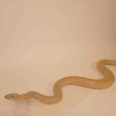 Rattlesnake Crotalinae