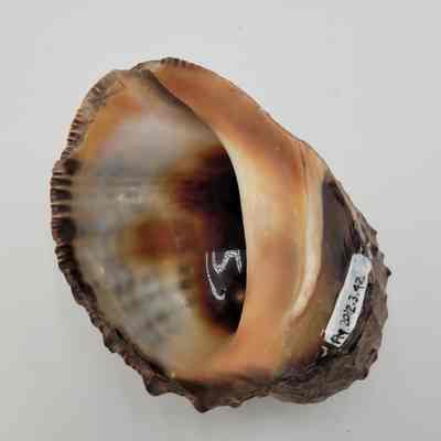 Unknown shell