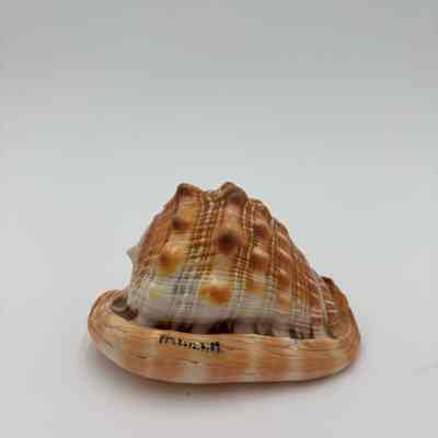 Bullmouth Helmet