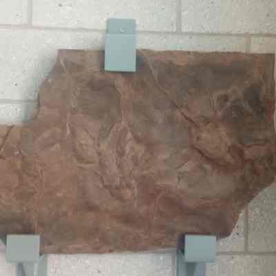 Dinosaur track fossil