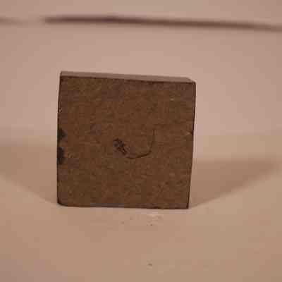 Fossilized invertabrate