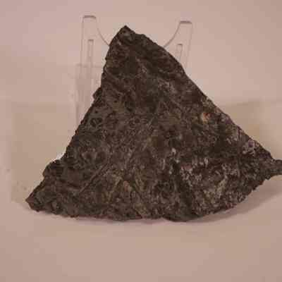 Hair Coral fossil