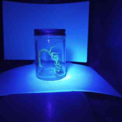 Fluorescent scorpion