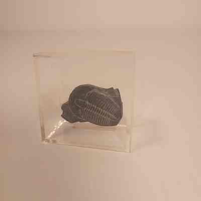 Elrathia kingii (alokistocarid trilobite) Specimen 2