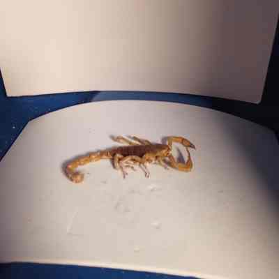 Scorpion