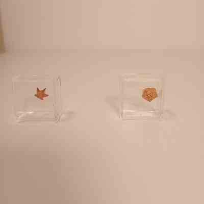 Unidentified echinoderm fossils bag label PTMR 54 & 67