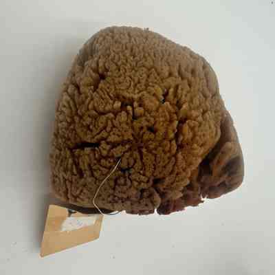 Unidentified Sponge